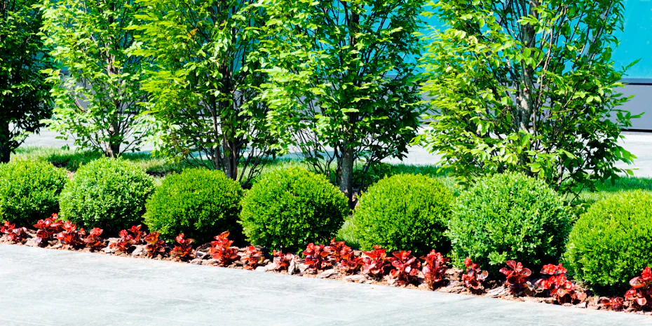 aesthetic commercial landscaping